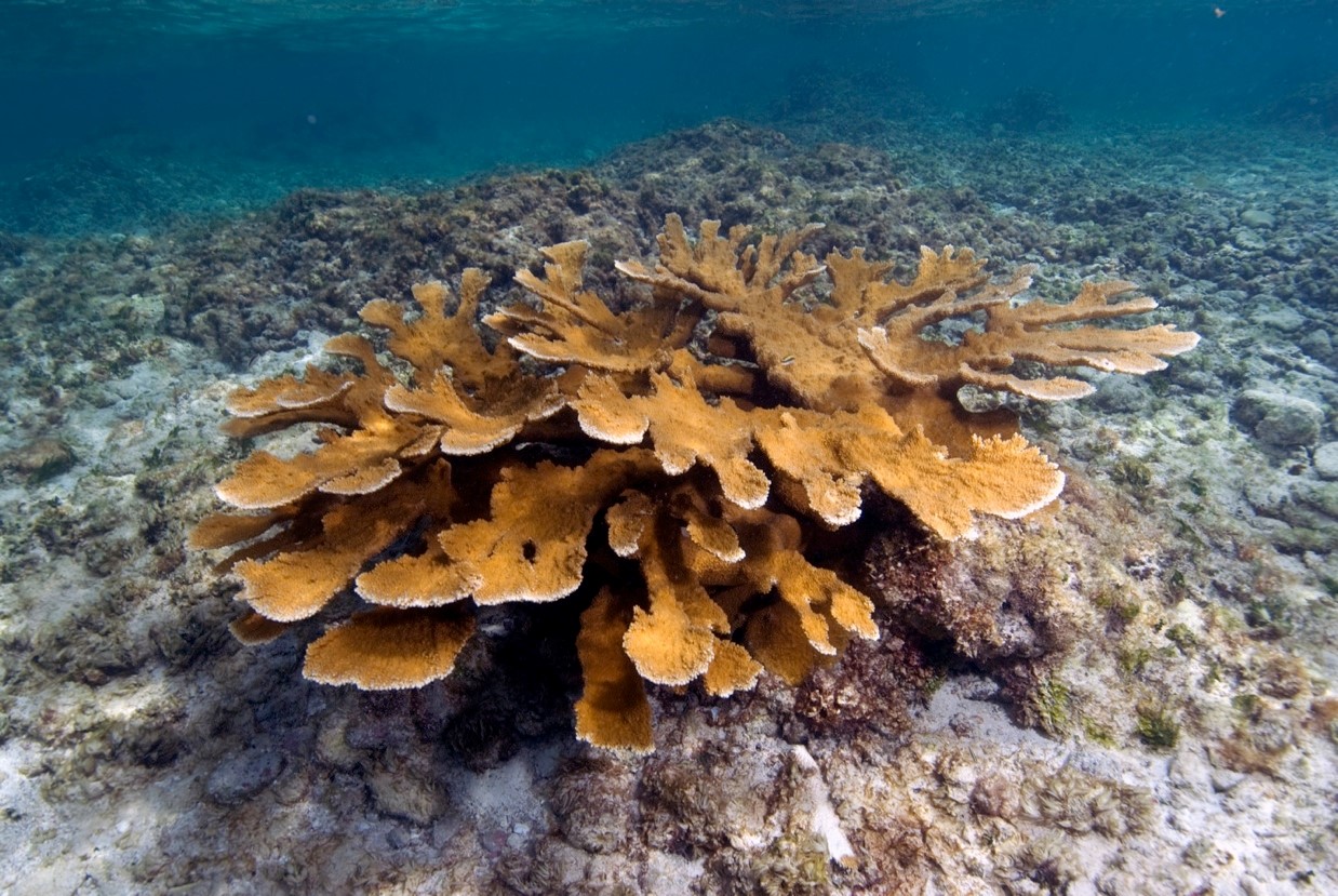 Elkhorn Coral Reef Study